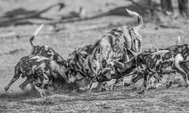 Feeding the Pups print