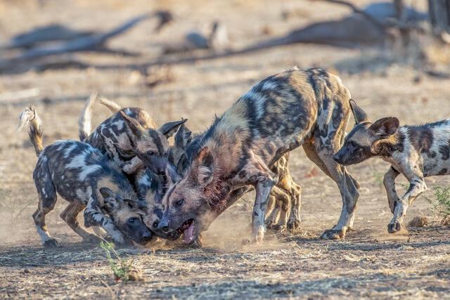 African Painted Wolf regurgitates meal for pups print