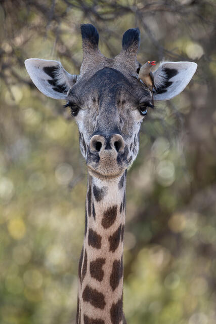 Giraffe and Oxpecker print