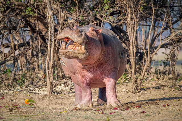 Hippo Eating Sausage Fruit print