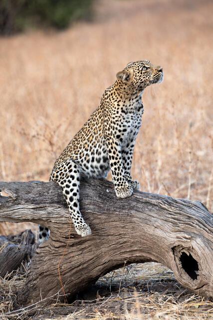 Leopard Cubs' upward Gaze print