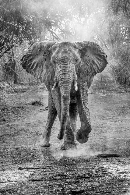 Elephant Aggression after Dust Bath print