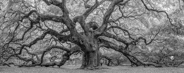 Angel Oak Panorama print