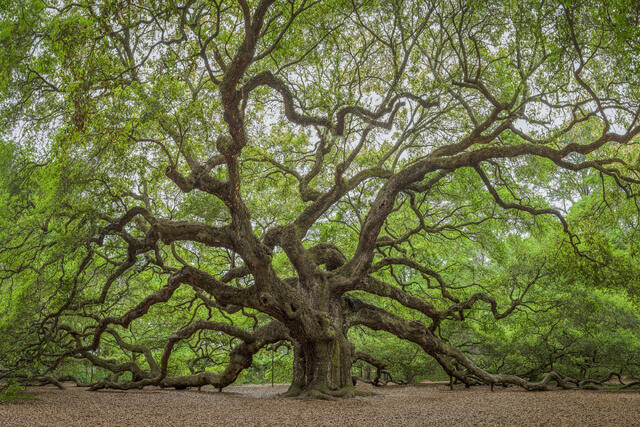 Angel Oak print