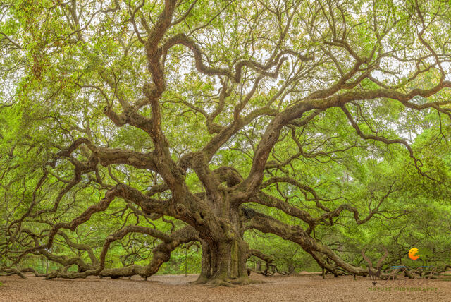 Angel Oak print