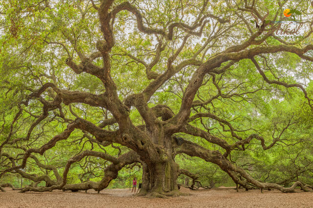Angel Oak with admirer print