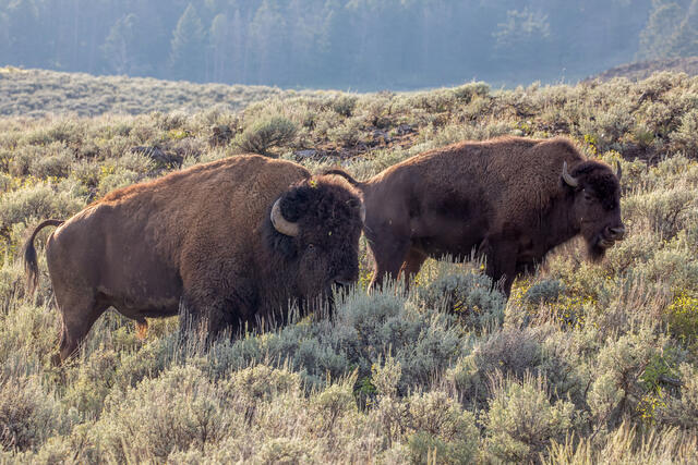 American Bison Bull and Cow print