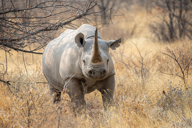 Black Rhinoceros  print