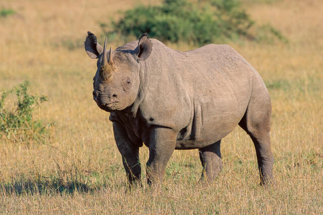 Alert Black Rhinoceros print