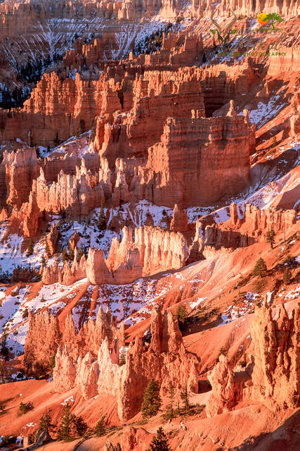 Bryce Canyon in winter print