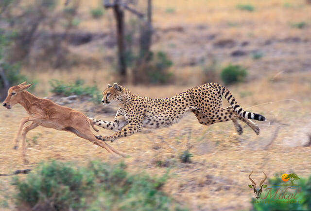 Cheetah Catching Topi print