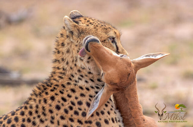 Cheetah and Topi print