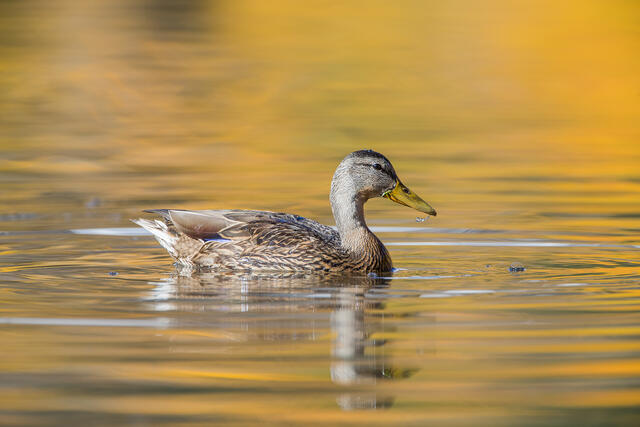 Mallard Hen  print