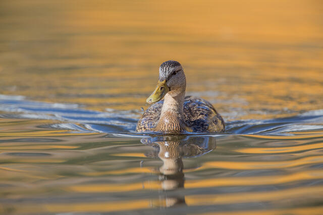 Mallard Hen print