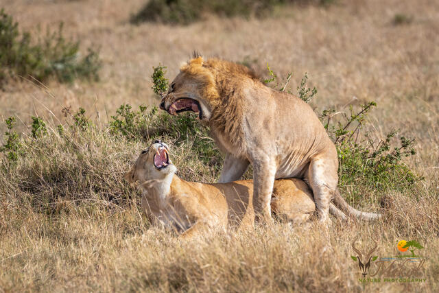Maying Lions print