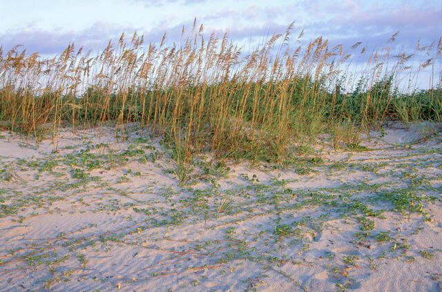 Dunes, Sea Oats and Beach Morning Glory print