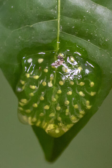 Dusty Glass Frog Eggs print
