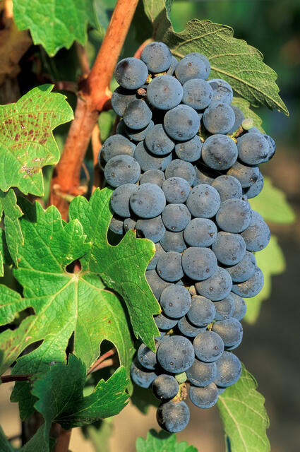 Wine Grape Cluster print