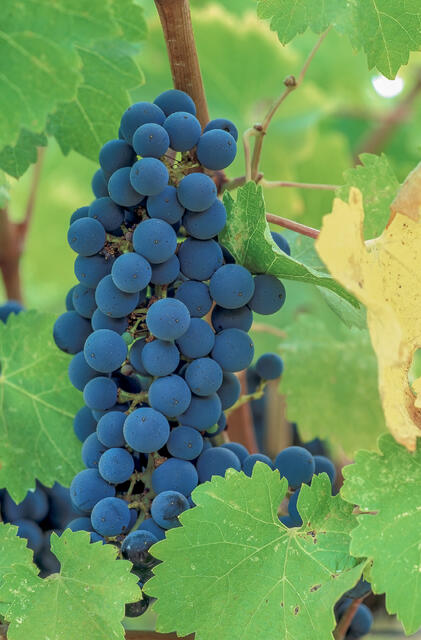 Wine Grape Cluster print