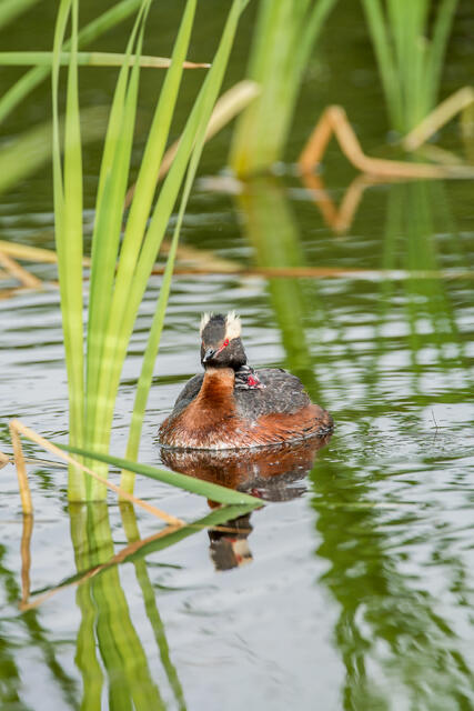 Horned Grebe with Chick print