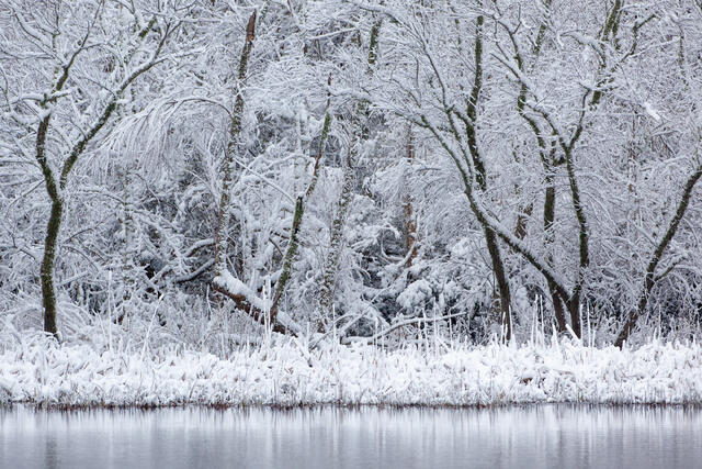 Rare Snowfall print