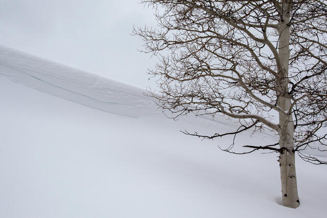 Winter Aspen and Snow Drift print