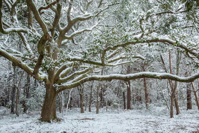 Live Oak After Snowfall print