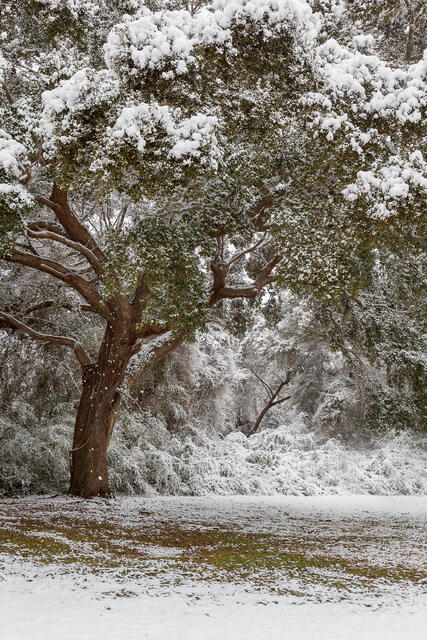 Live Oak After Snowfall print