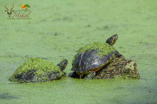 Painted Turtle Duo print