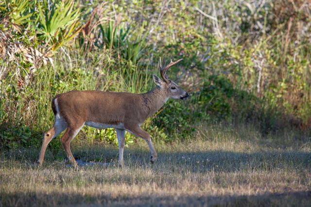 Key Deer Buck print