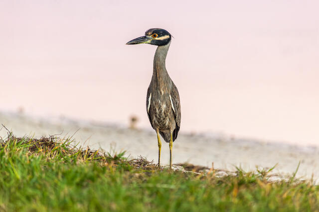 Yellow-crowned Night Heron print