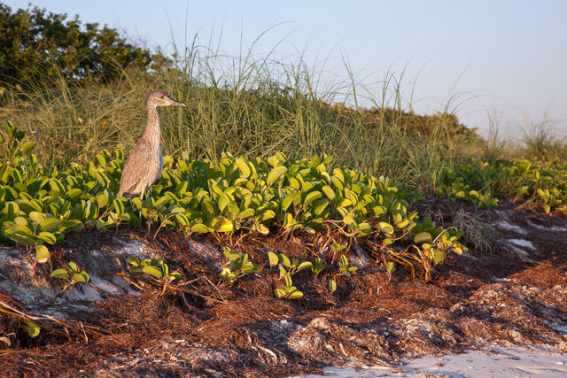 Juvenile Yellow-Crowned Night Heron print