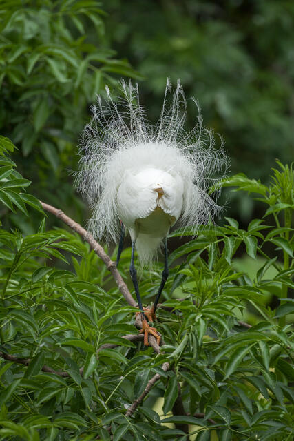 Snowy Egret Courtship Display print