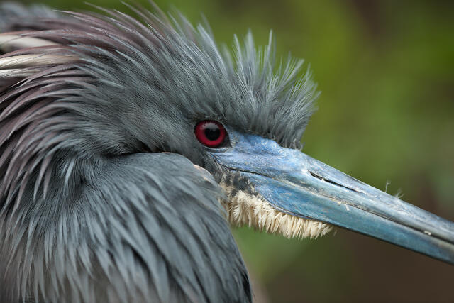 Tricolor Heron print