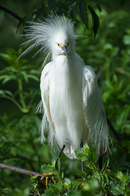 Snowy Egret in Courtship Plumage print