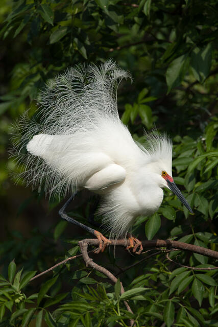 Snowy Egret Courthip Display print