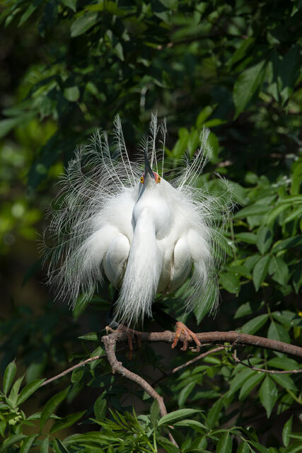 Snowy Egret Courtship Display print
