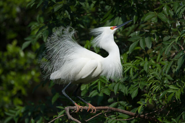 Snowy Egret Courtship Display print