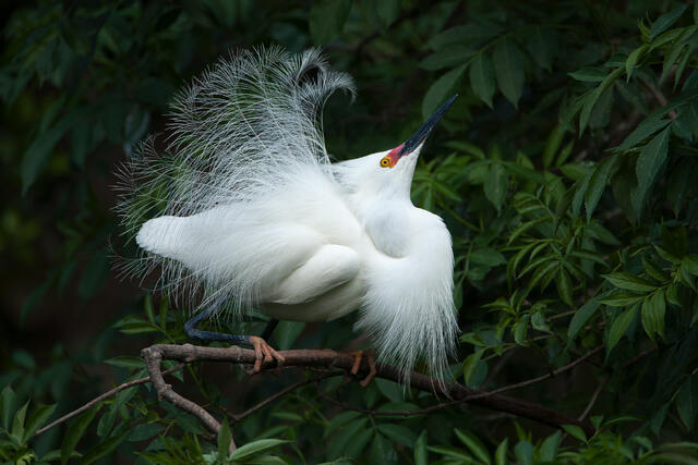 Snowy Egret Courtship Dance print