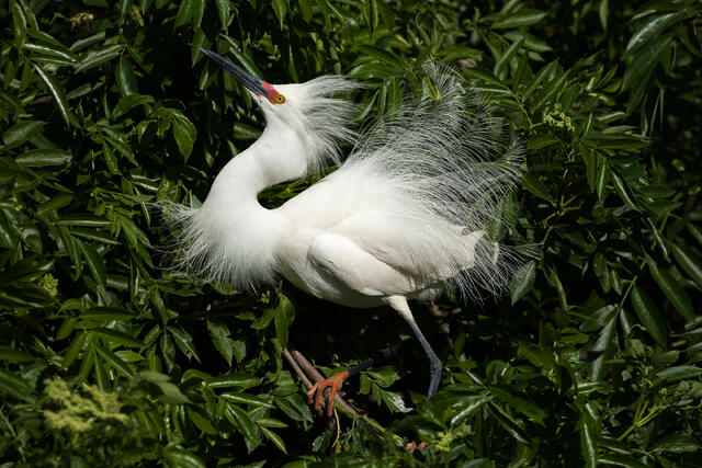 Snowy Egret Courtship Display print
