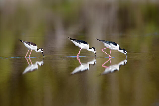 Black-necked Stilts Trio print