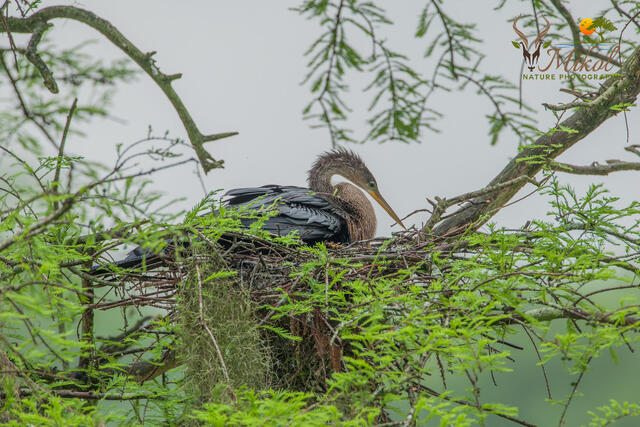 Female Anhinga on Nest print