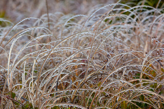 Frozen Beach Grasses print