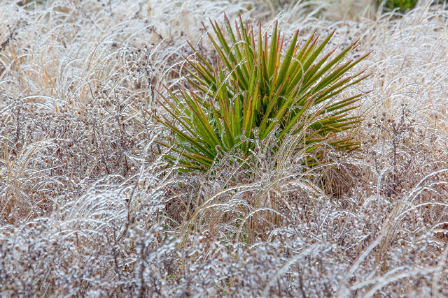 Frozen Yucca and Beach Grasses print