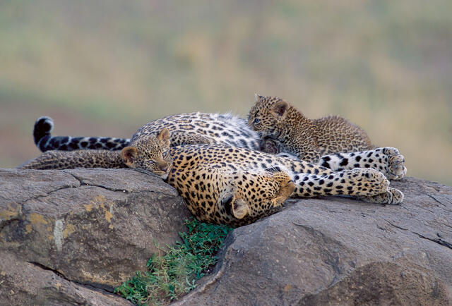 Tired Mother print