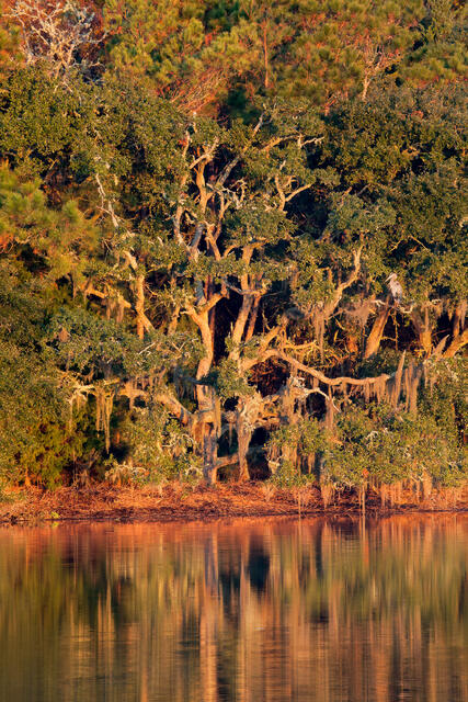 Great Blue Heron and Live Oak print