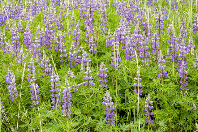 Summer Lupine Bloom print
