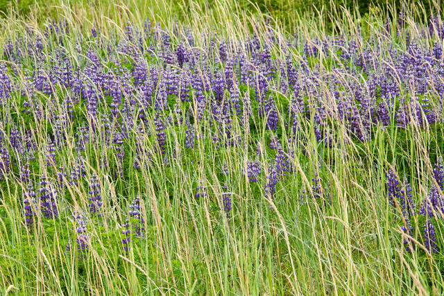 Summer Lupine Bloom print