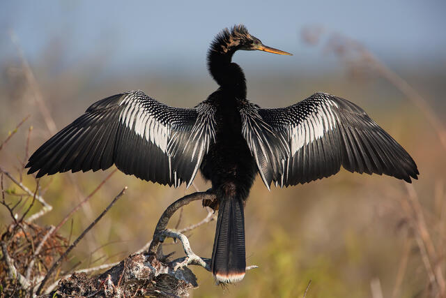 Male Anhinga Drying print