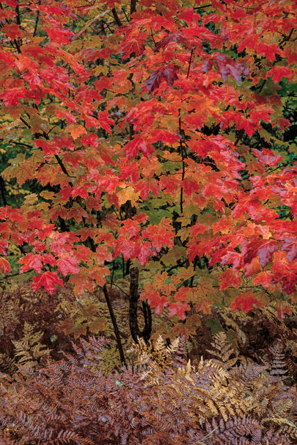 Maple and Ferns in Fall print